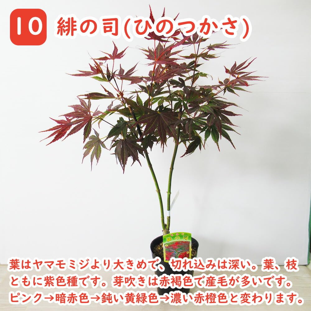 Amazon.co.jp: モミジ 苗木 【 10．緋の司 】 12cmロングポット